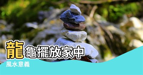 小龍龜|供養禁忌和注意事項 